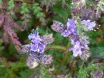Phacelia tanacetifolia  - Fleurs et bourgeons